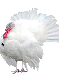 Инкубационно яйцо индейки Хайбрид Конвертер