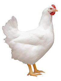 Инкубационное яйцо бройлера Кобб-500